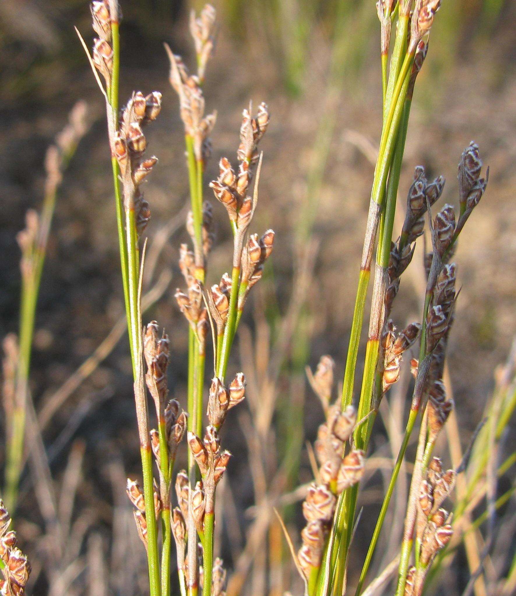 Sivun Tetraria fimbriolata (Nees) C. B. Clarke kuva