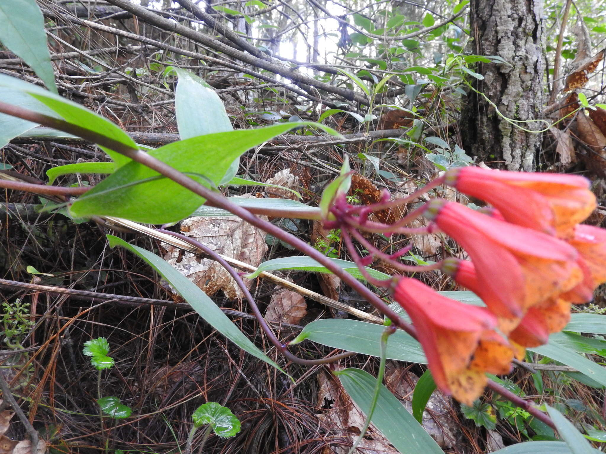 Image of Bomarea acutifolia (Link & Otto) Herb.