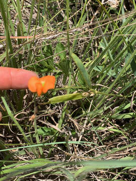 Image of Tephrosia acaciifolia Baker