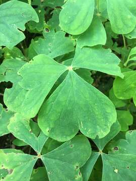 Sivun Oxalis linarantha A. Lourteig kuva