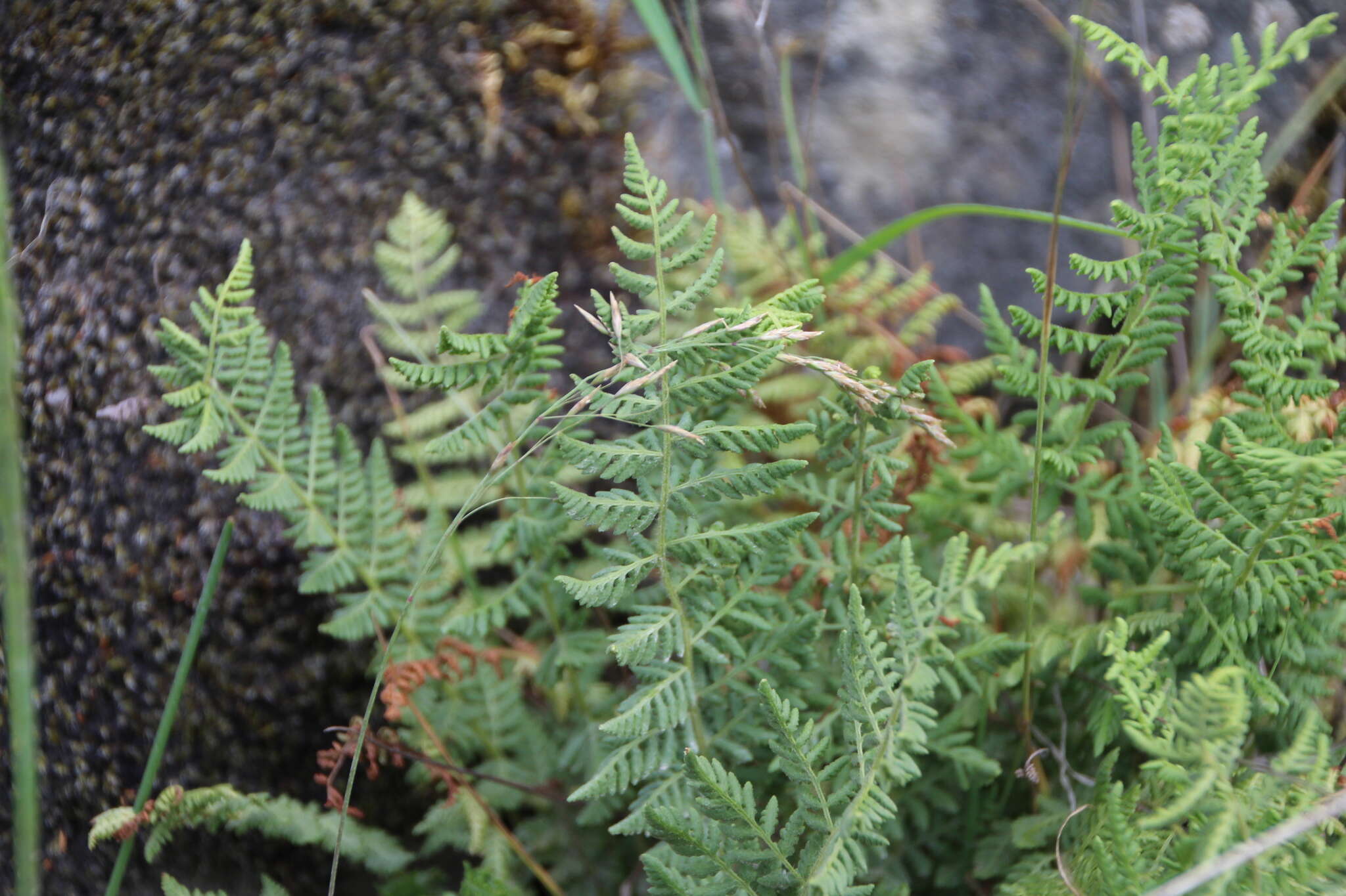 Imagem de Woodsia scopulina D. C. Eat.