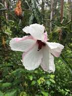 Image of Hibiscus heterophyllus Vent.