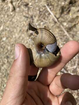 Image of Powelliphanta hochstetteri bicolor (Powell 1930)