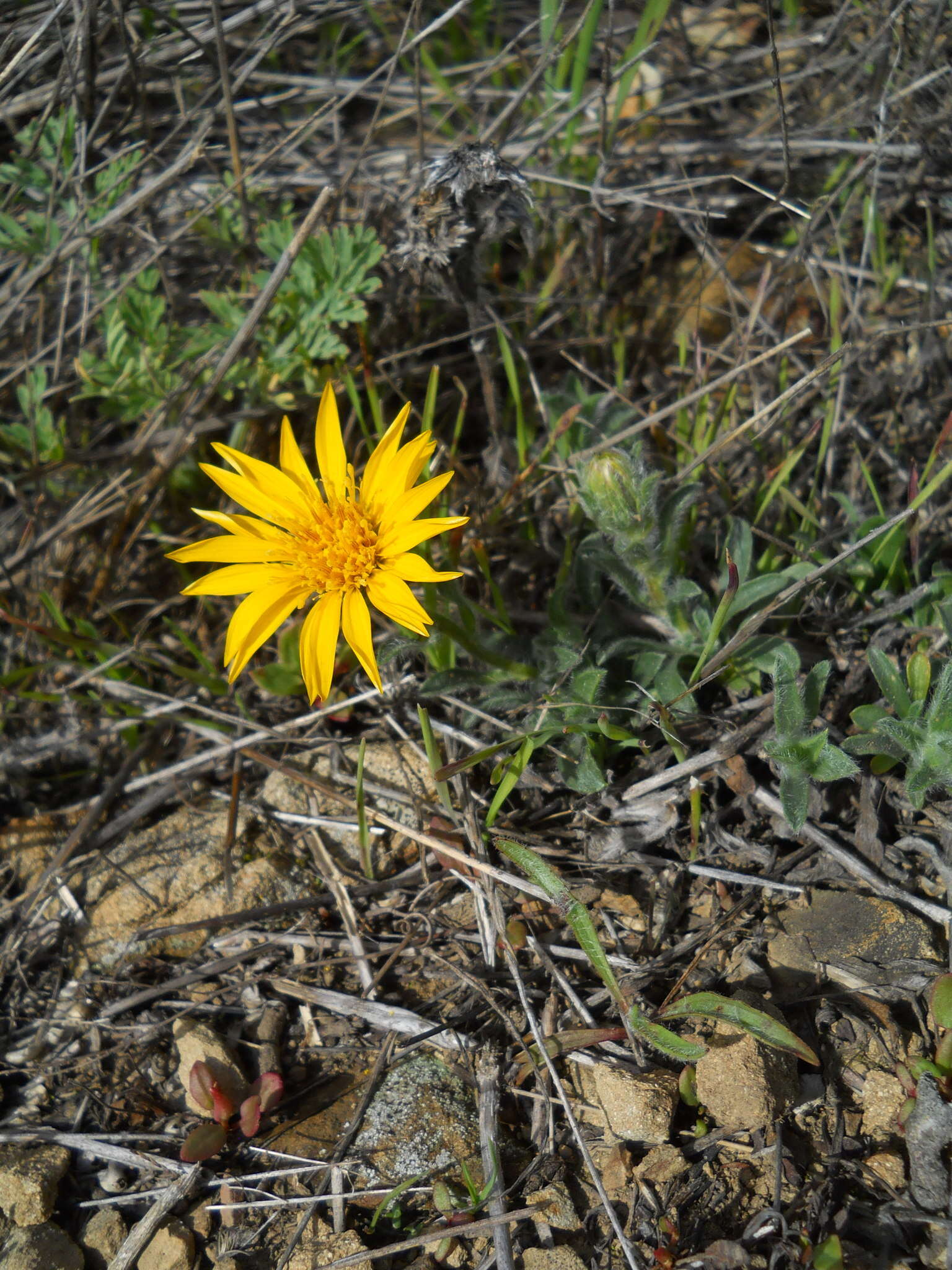 Image of sessileflower false goldenaster