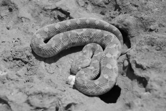 Image of Roman's Saw-scaled Viper