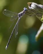 Image of Archilestes californicus McLachlan 1895