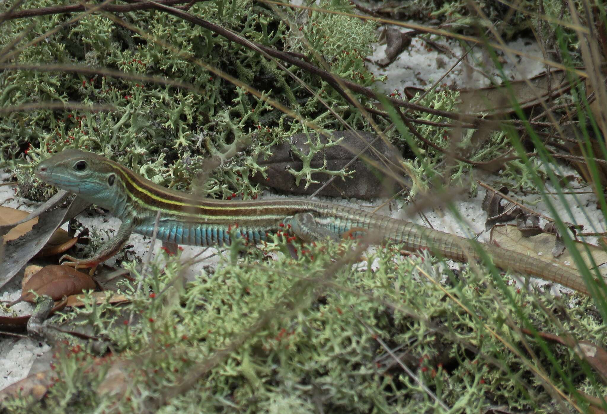 صورة Aspidoscelis sexlineatus sexlineatus (Linnaeus 1766)