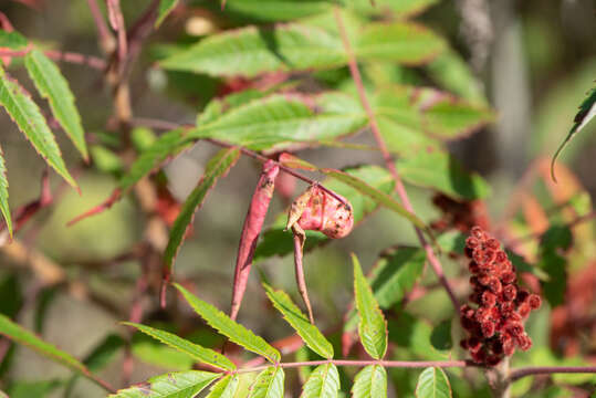 Image of Sumac Gall Aphid