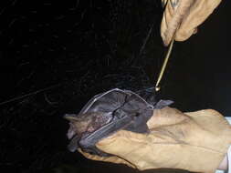 Image of Large Slit-faced Bat