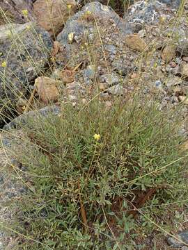 صورة Diplotaxis harra subsp. lagascana (DC.) O. Bolòs & Vigo