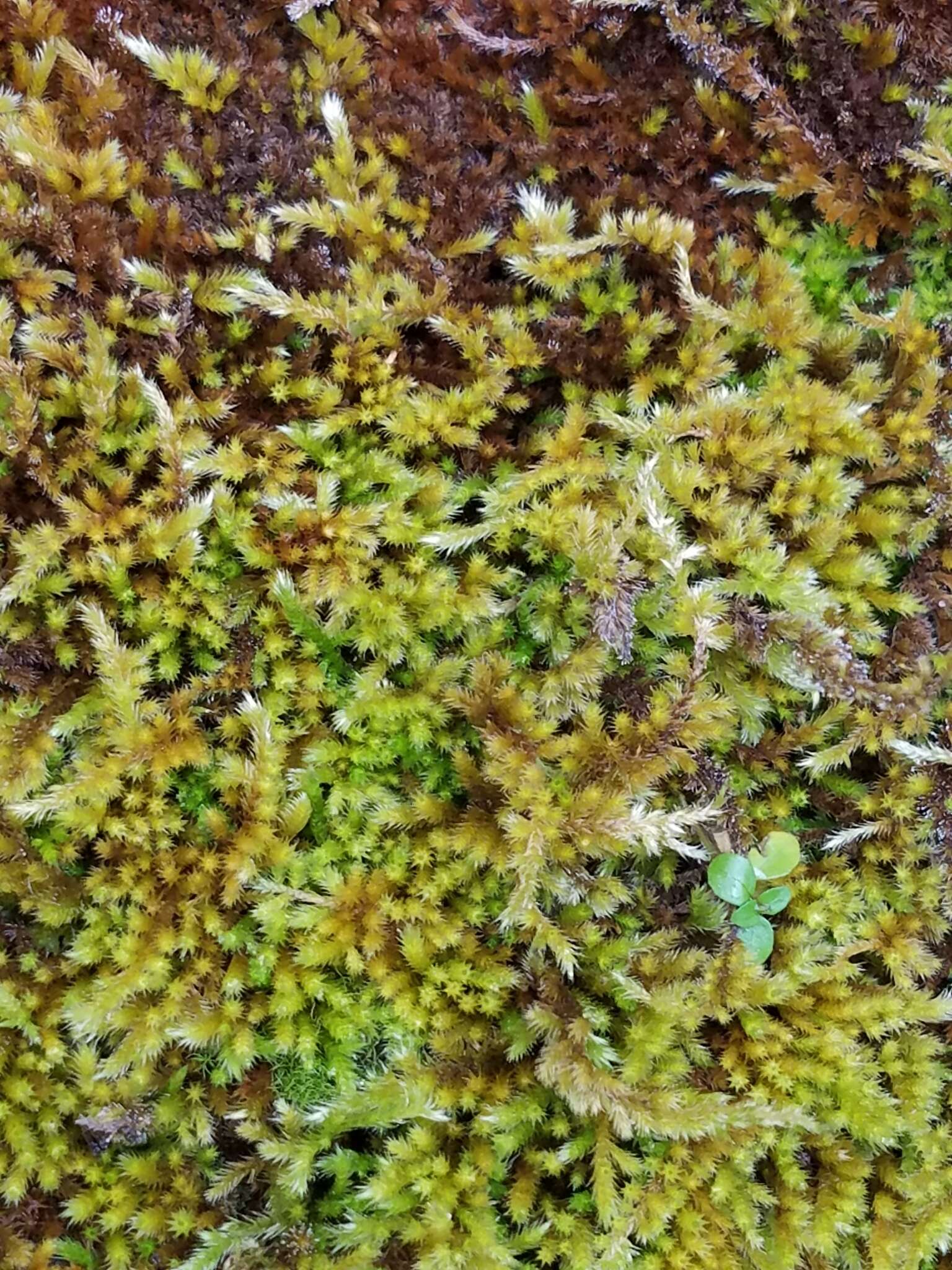 Image of silken homalothecium moss