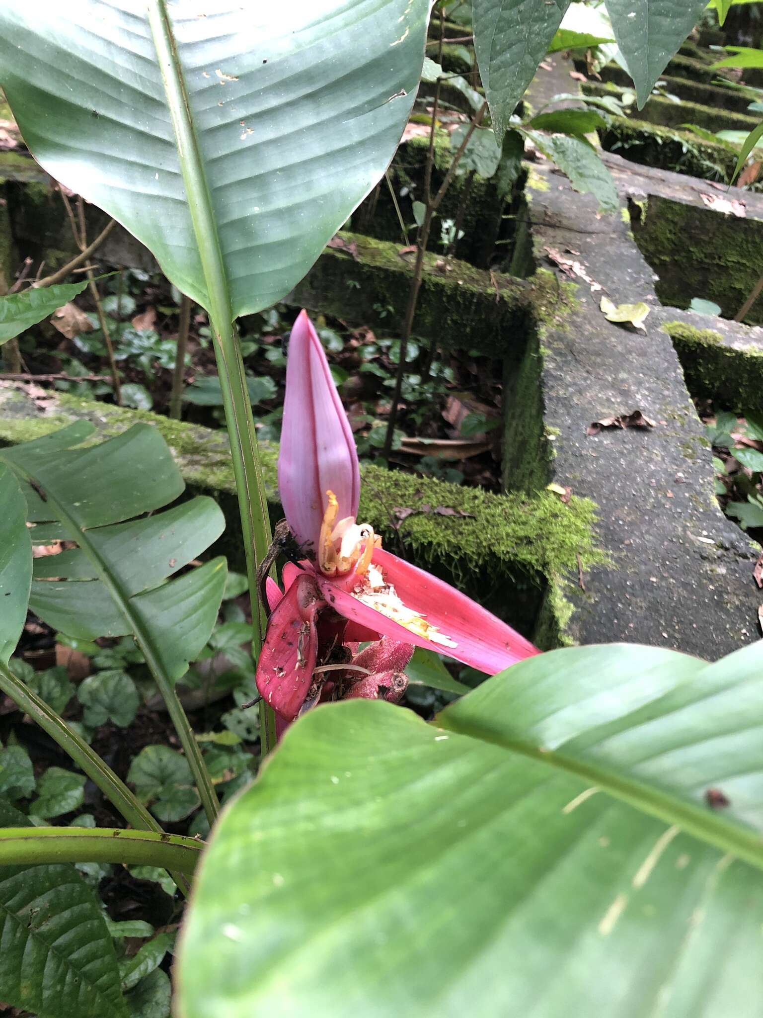 Image of hairy banana