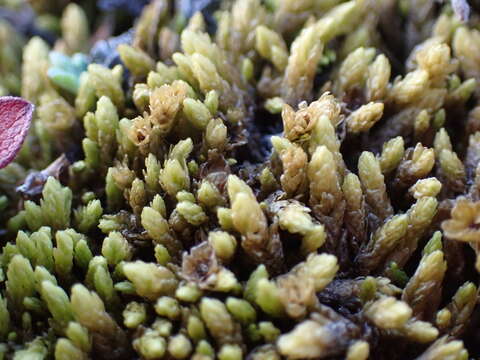 Image of turgid aulacomnium moss