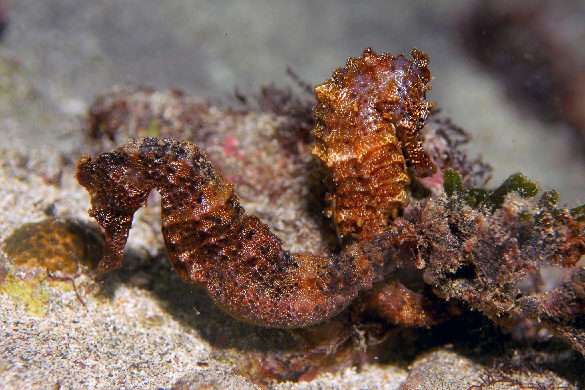 Image of West African Seahorse