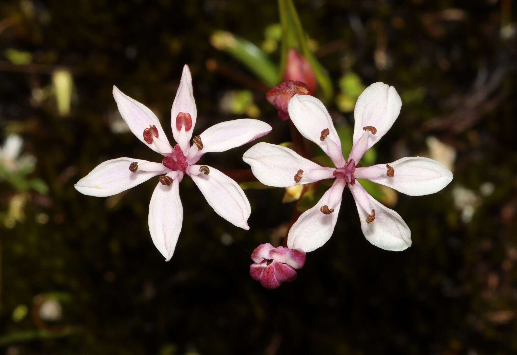 Image of Burchardia multiflora Lindl.