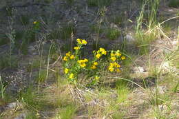 Image of Carolina puccoon