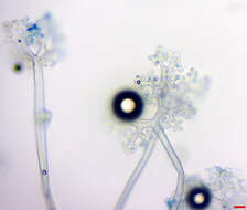 Image of Erysiphe extensa (Cooke & Peck) U. Braun & S. Takam. 2000