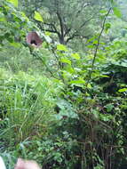 صورة Aristolochia elegans Mast.