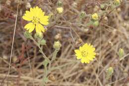 Image of hayfield tarweed