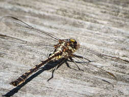 Image of Phanogomphus lividus (Selys 1854)