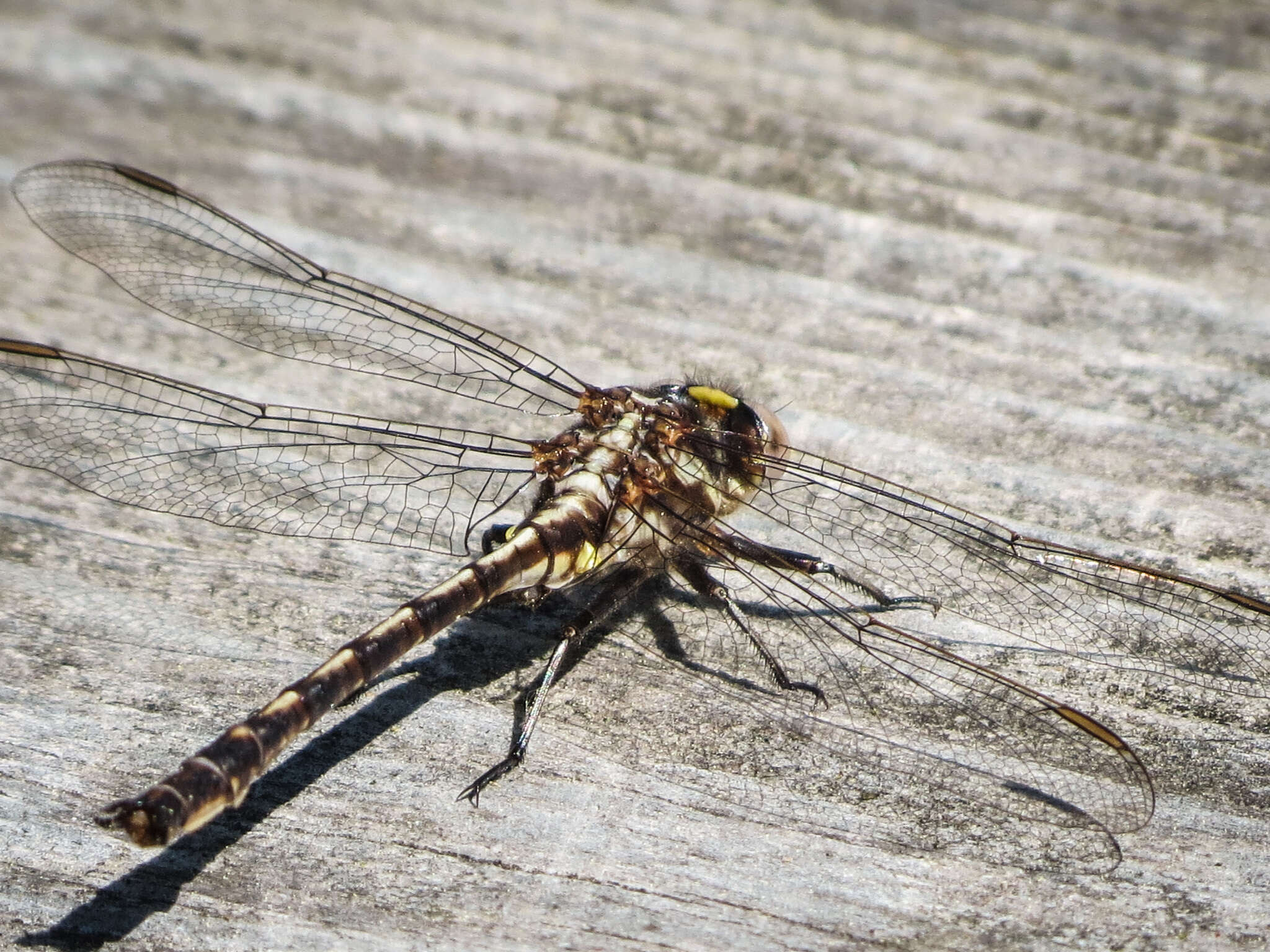 صورة Phanogomphus lividus (Selys 1854)