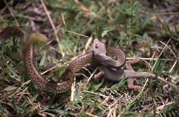 Image of Rufous Beaked Snake