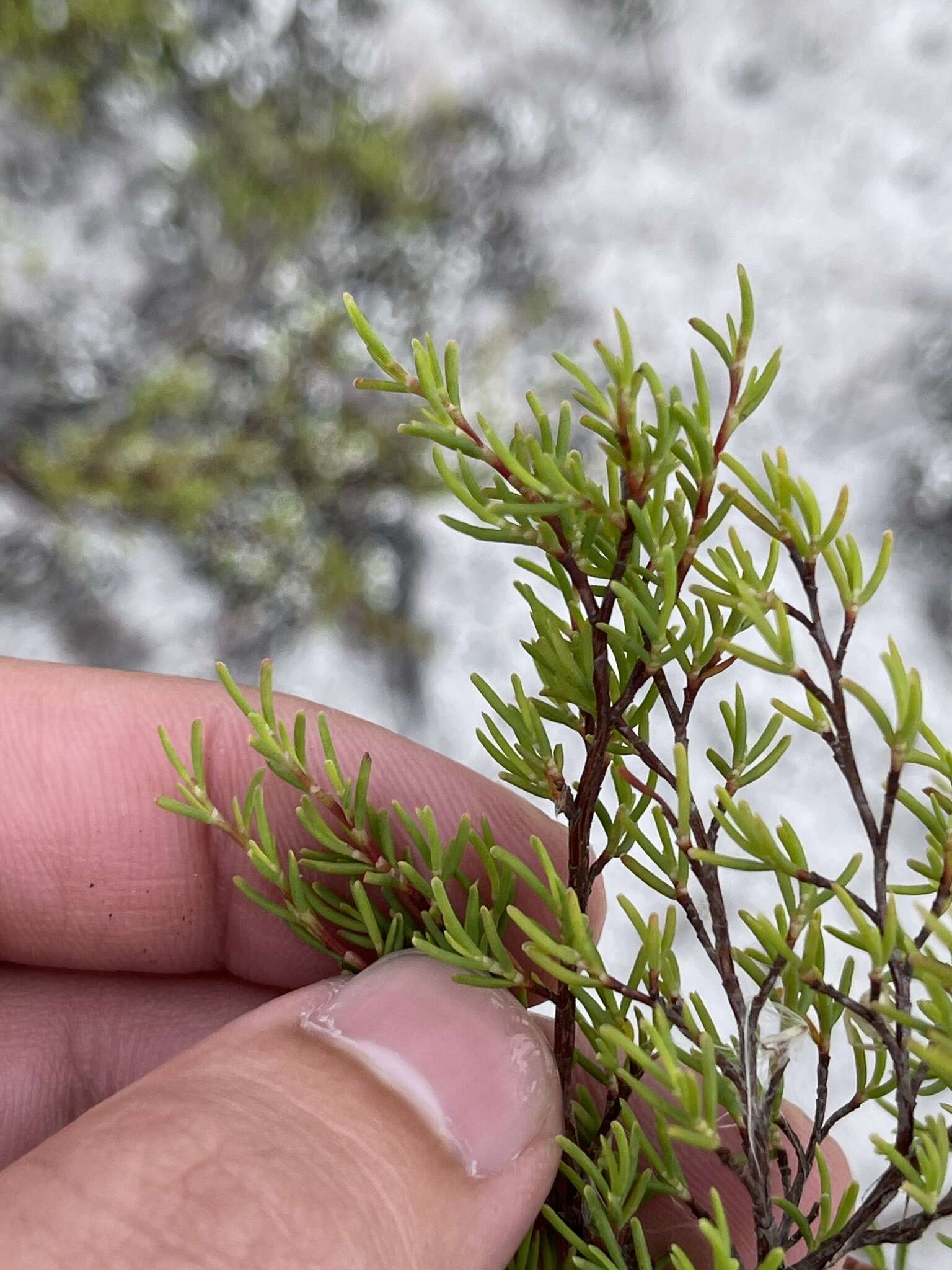 Image de Polygonella myriophylla (Small) Horton