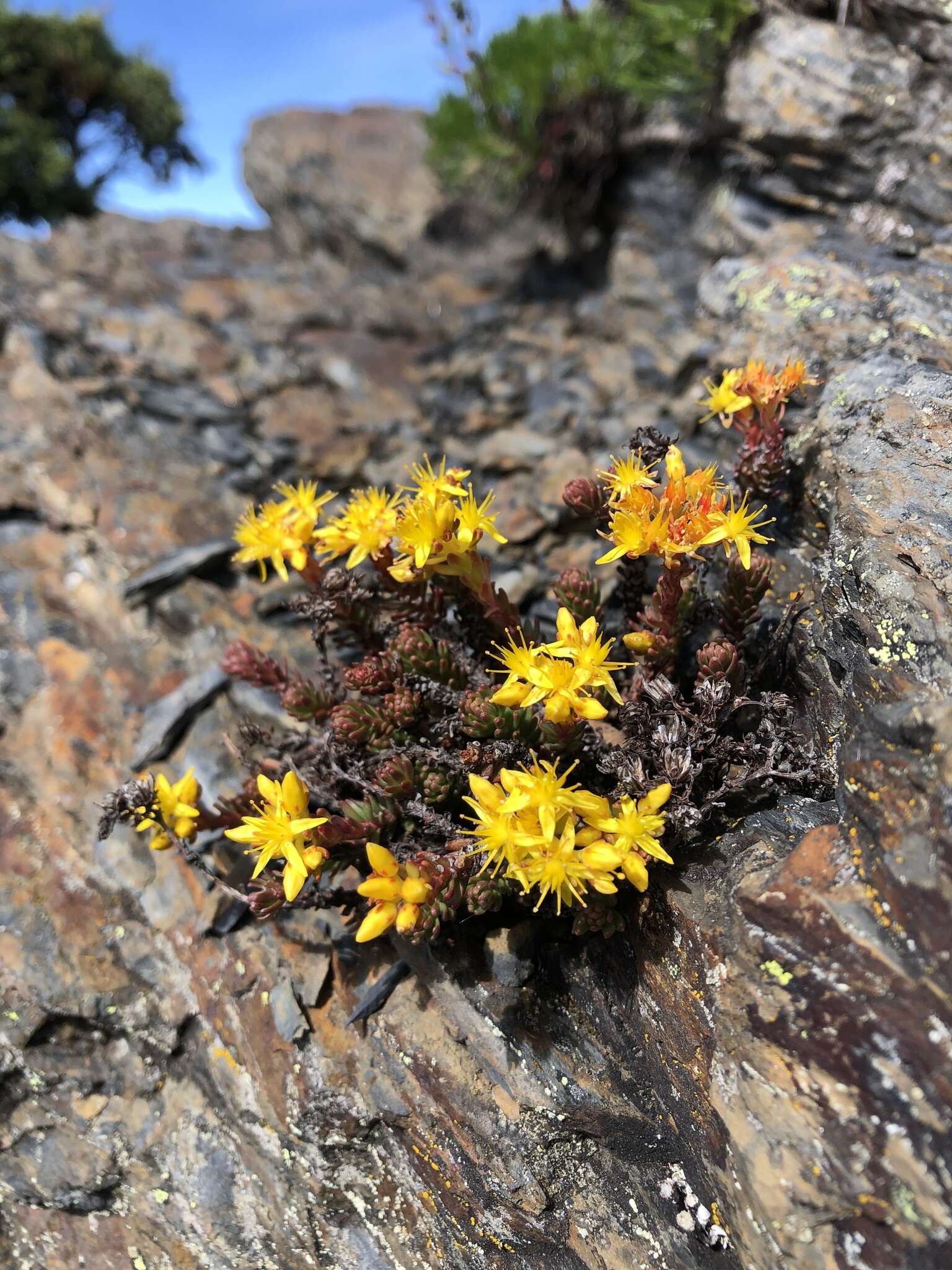 Image of Sedum morrisonense Hayata