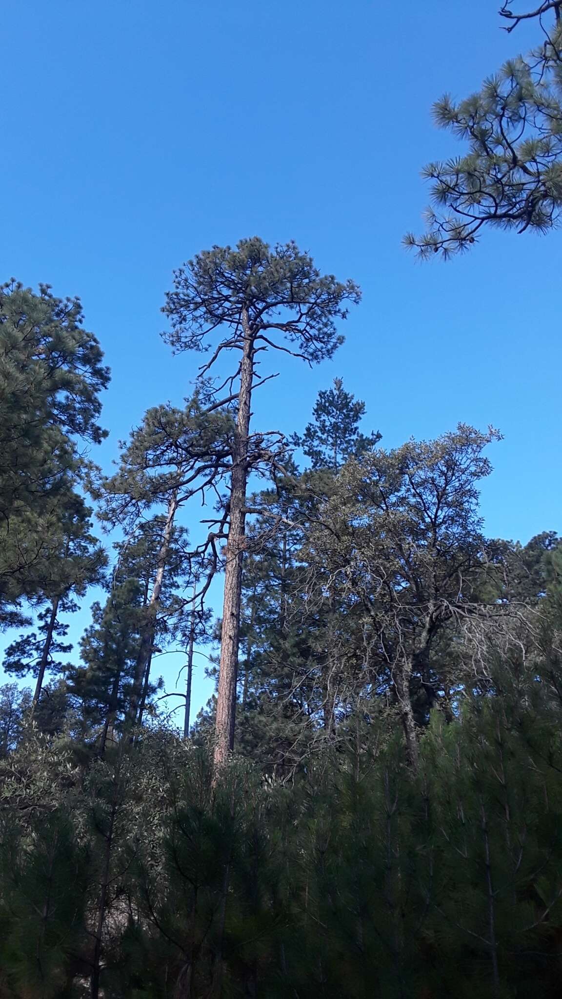 Image de Pinus arizonica Engelm.