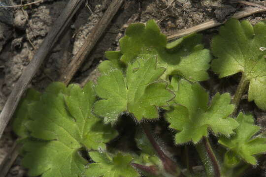 Image of smallflower buttercup