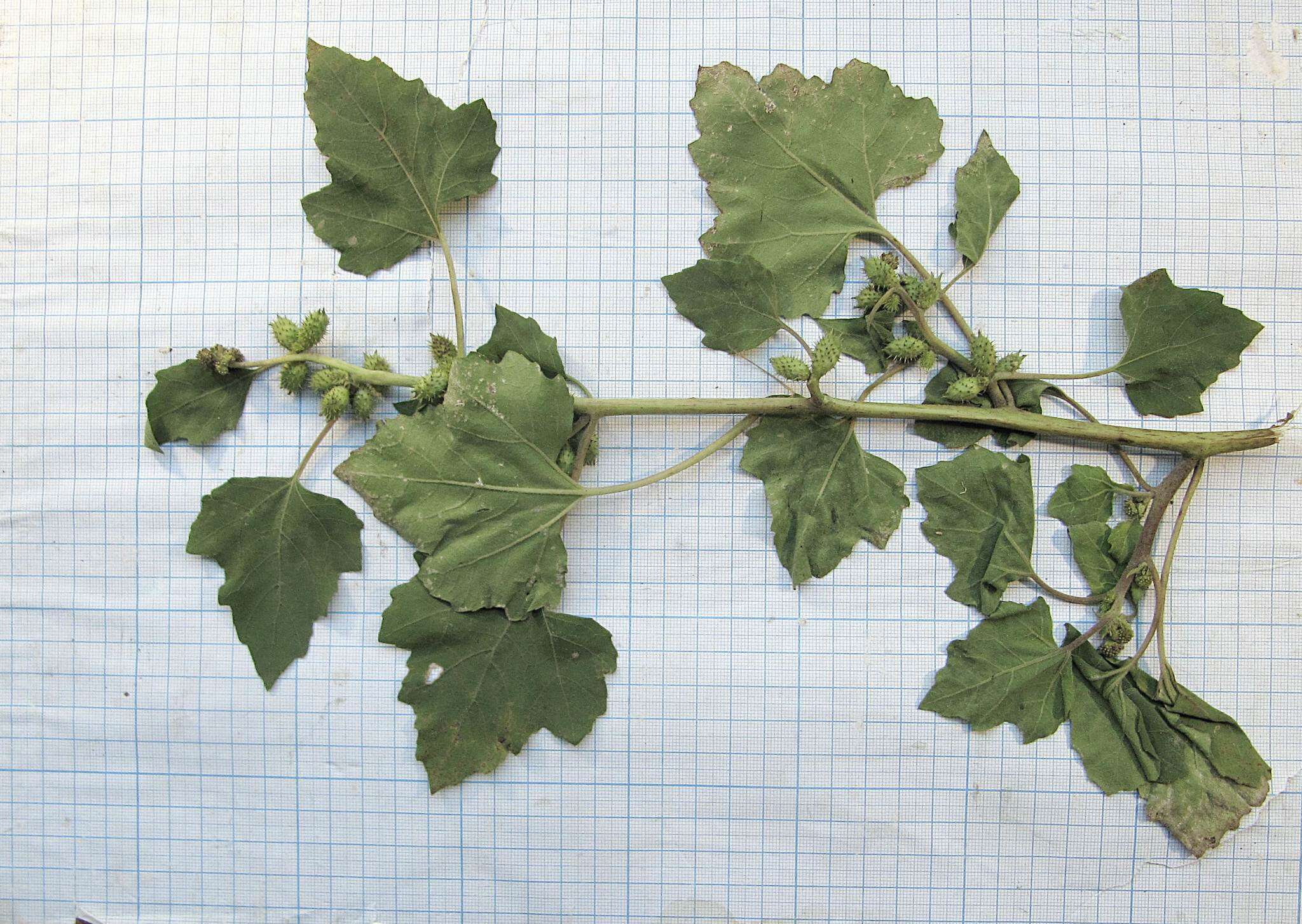 Image of Xanthium strumarium subsp. sibiricum (Widd.) Greuter