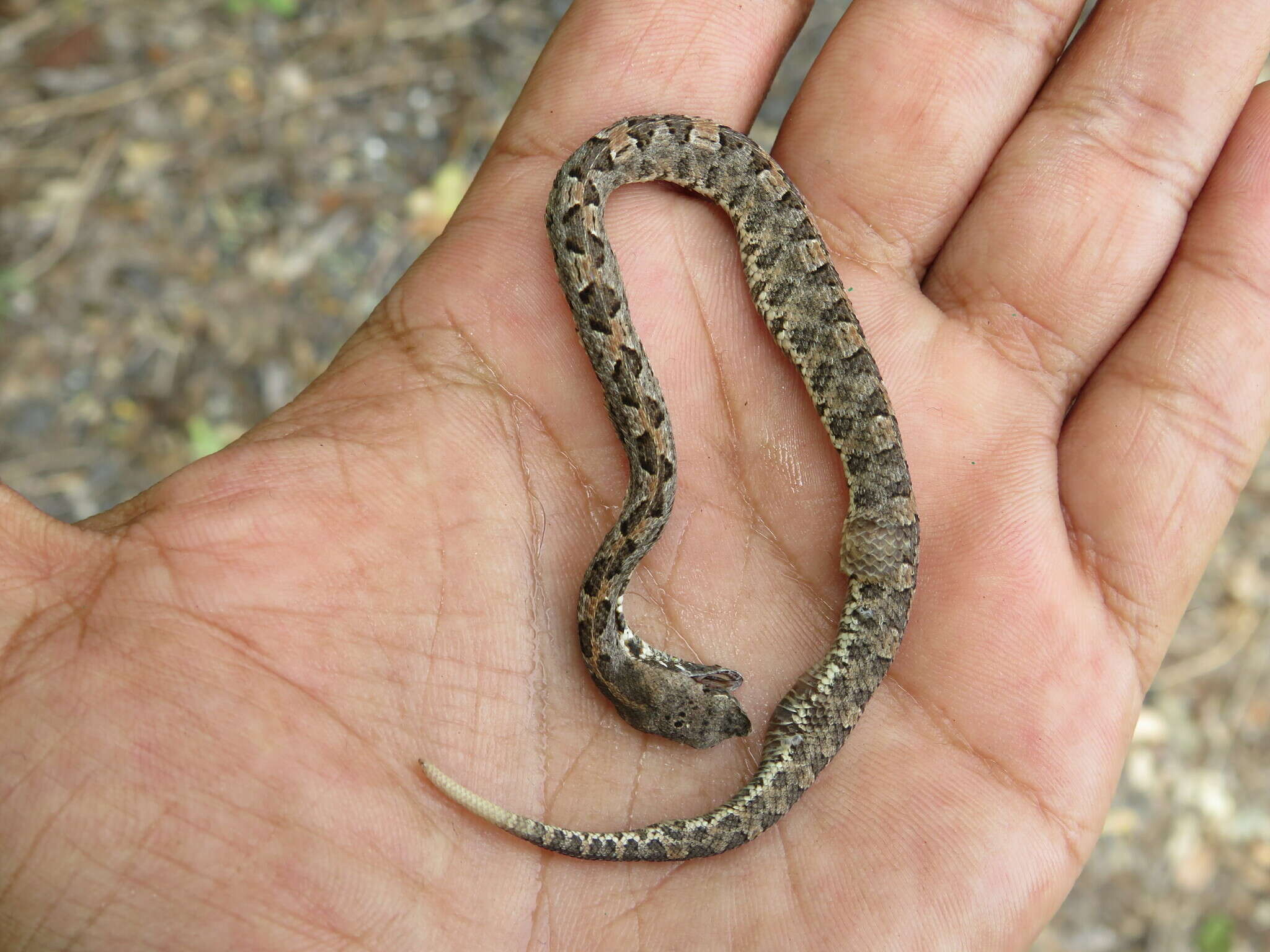 Image of Dunn's Hognose Viper