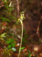 Image of Creeping forest orchid