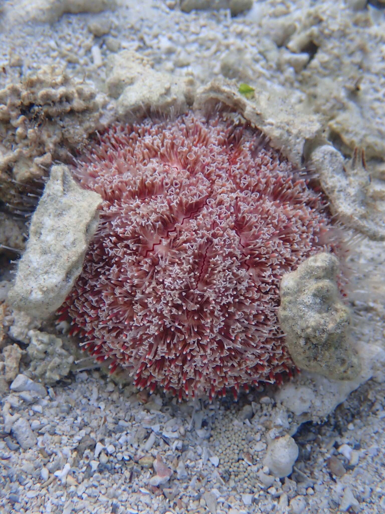 Image of Flower urchin