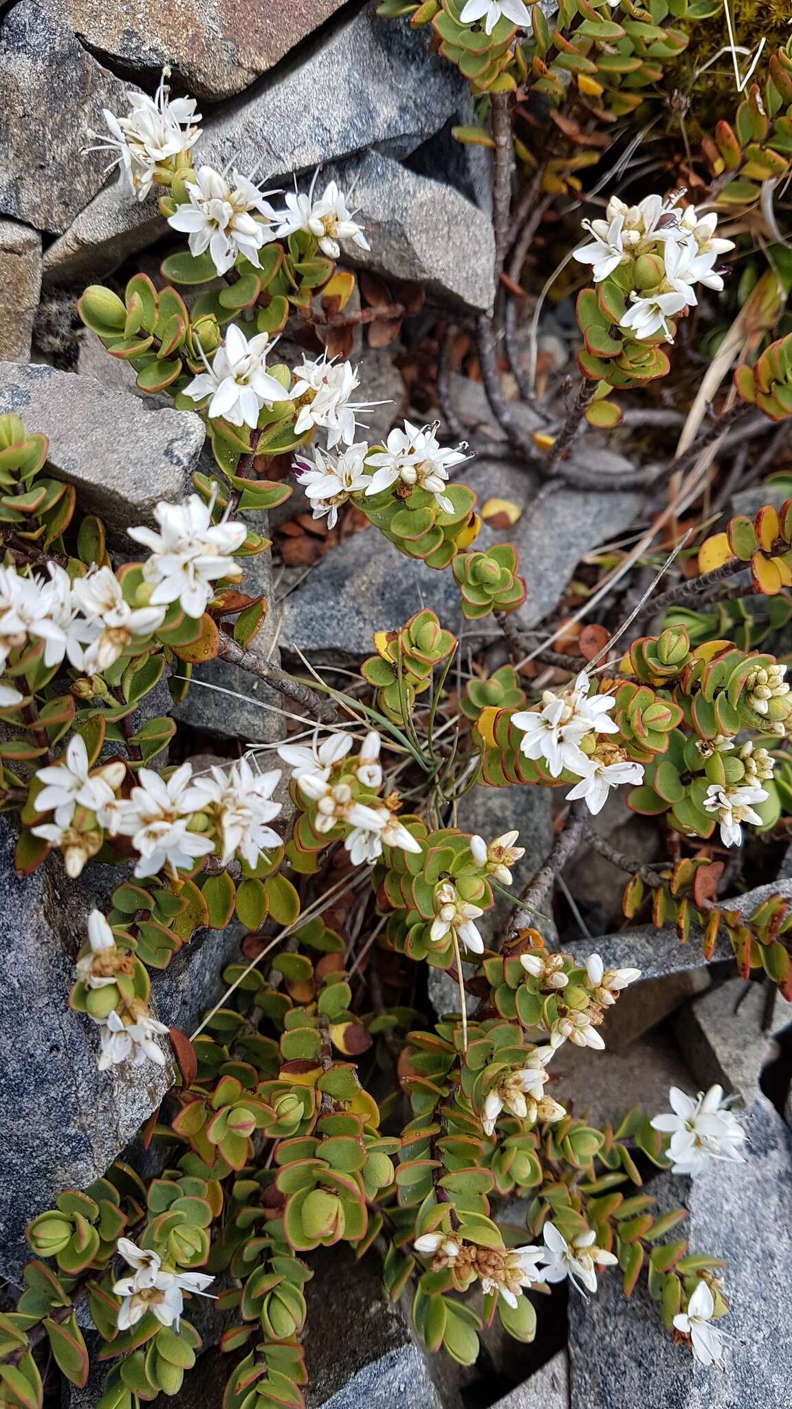 Image of Veronica pinguifolia Hook. fil.