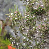 Chalcostigma heteropogon (Boissonneau 1840) resmi