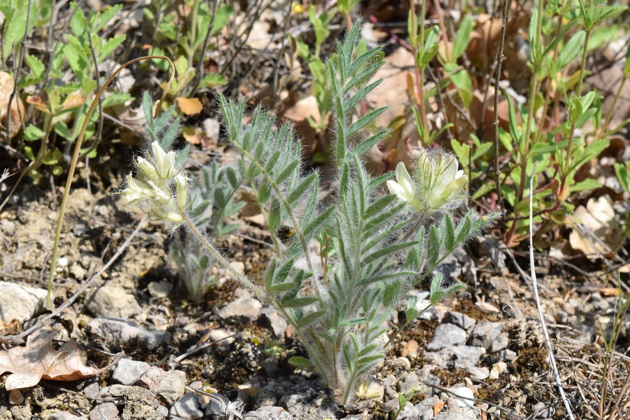 Image of Oxytropis pallasii Pers.