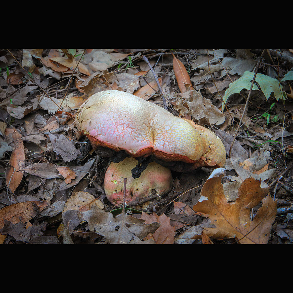 Imagem de Rubroboletus eastwoodiae (Murrill) Vasquez, Simonini, Svetasheva, Mikšík & Vizzini 2017