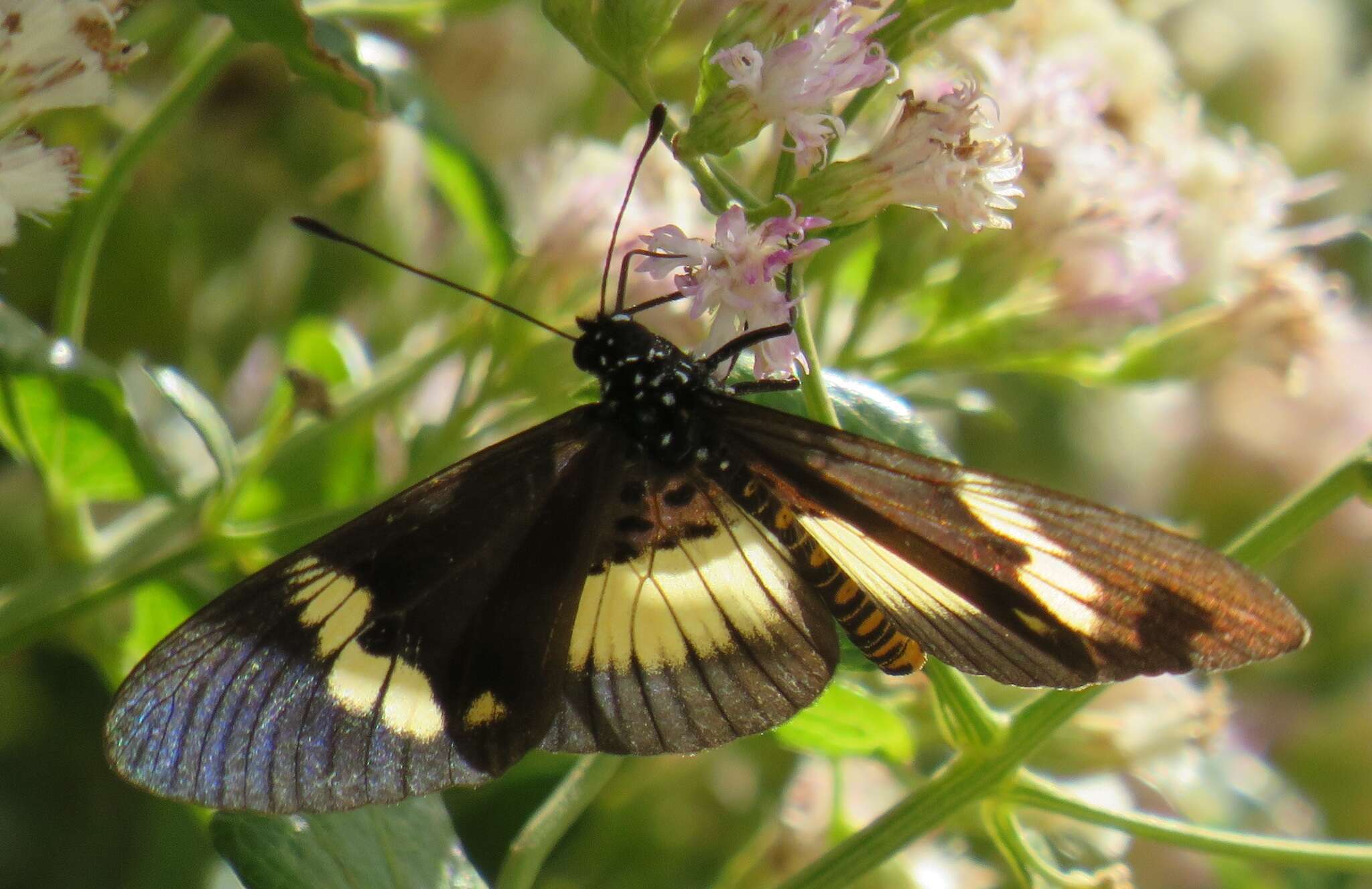 Image of Acraea aganice aganice