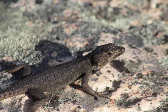 Image of False girdled lizards