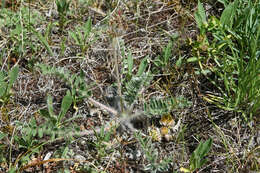 Plancia ëd Oxytropis halleri Koch