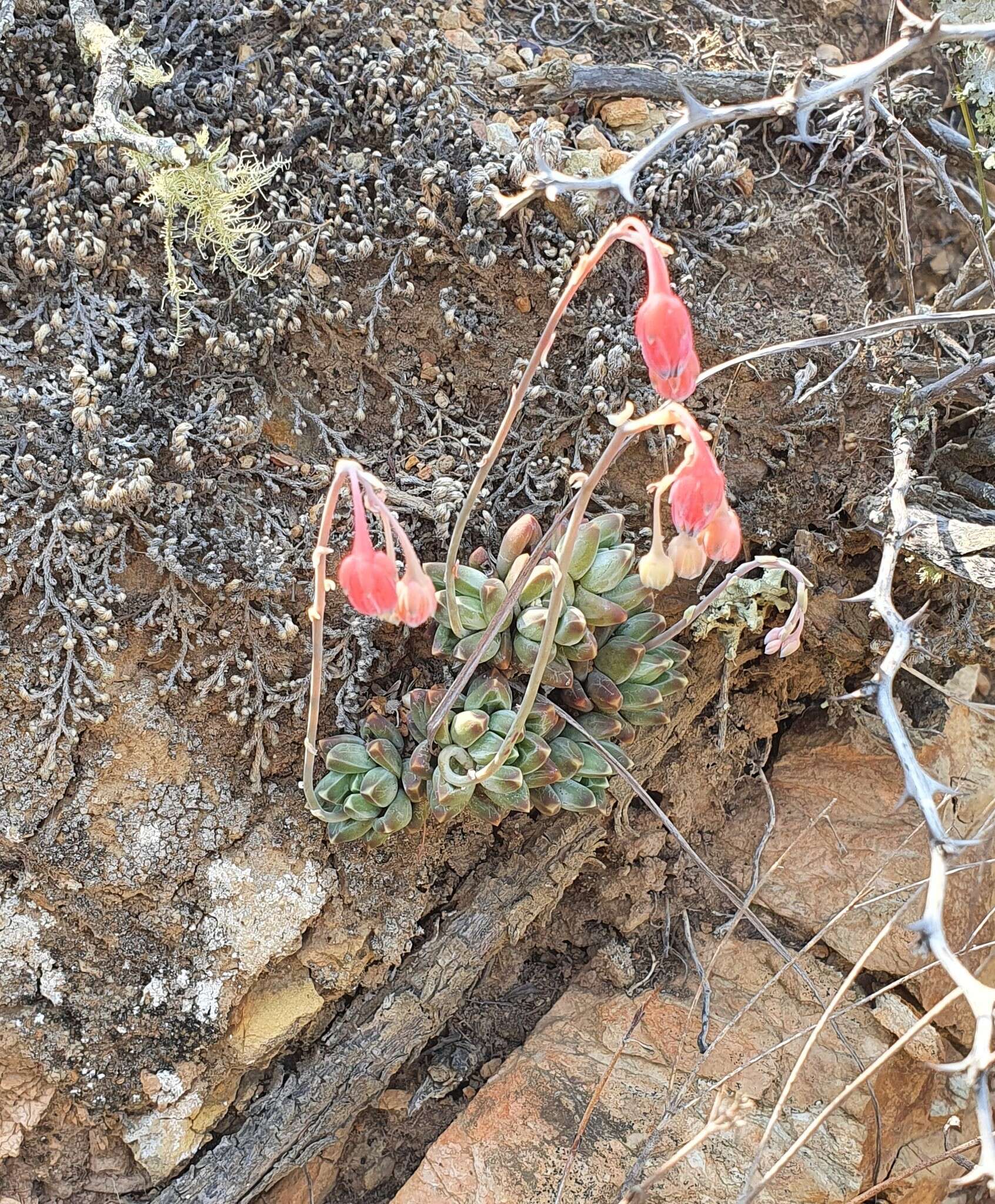 Image of Pachyphytum compactum Rose