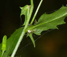 Image of Hammock Spider