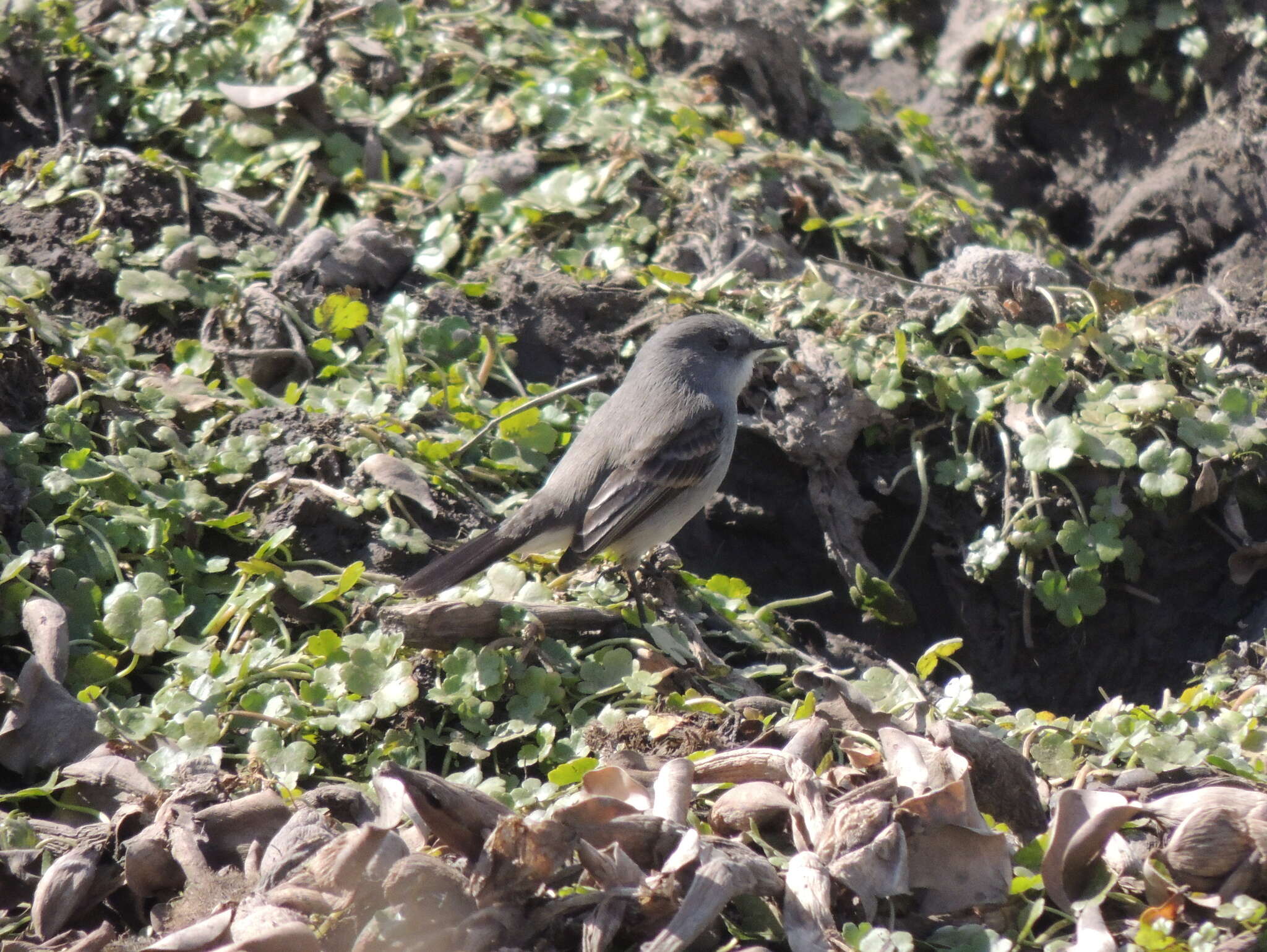 Serpophaga nigricans (Vieillot 1817)的圖片