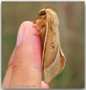 Image of grass eggar