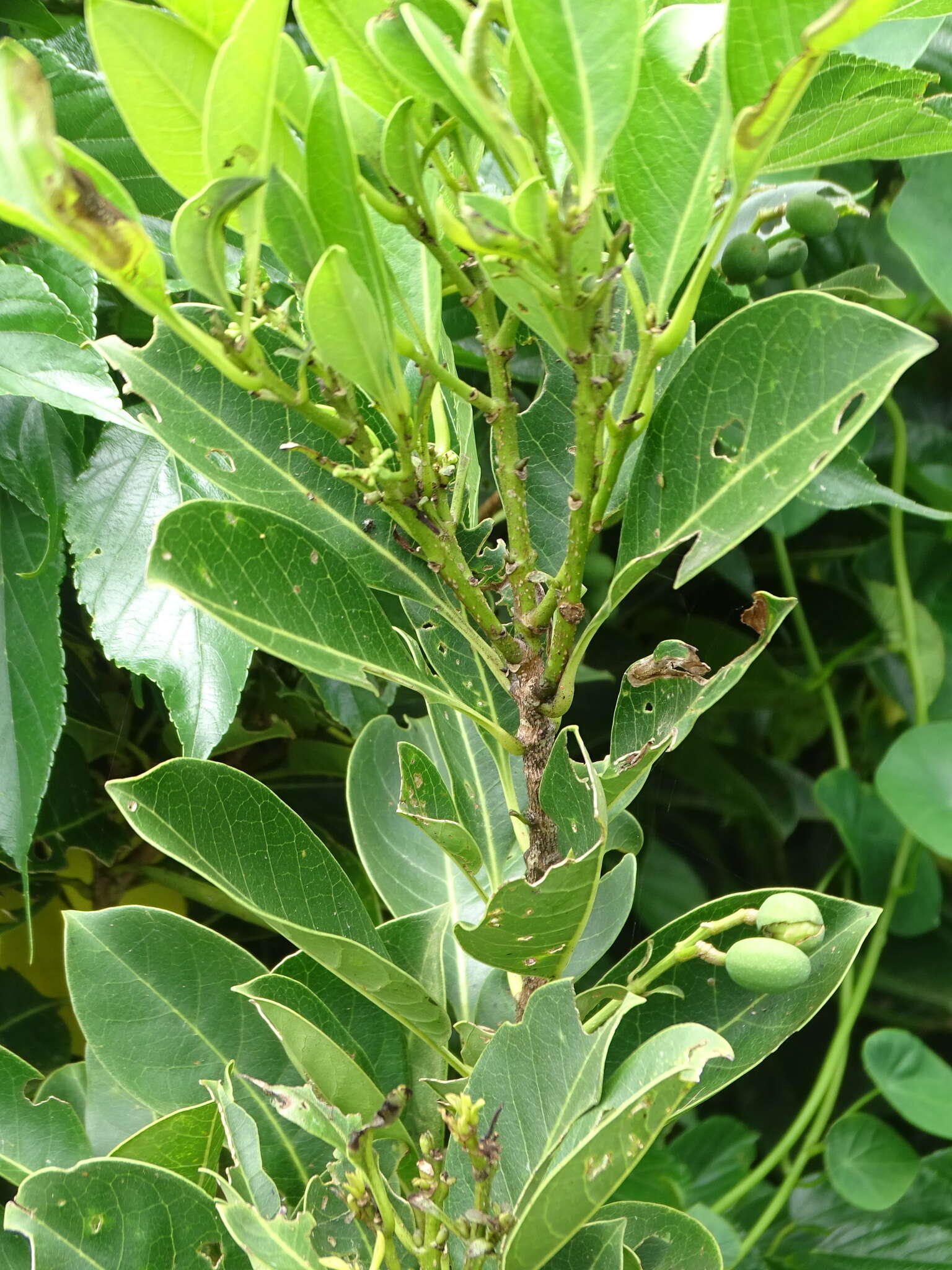 Image de Chionanthus ramiflorus Roxb.