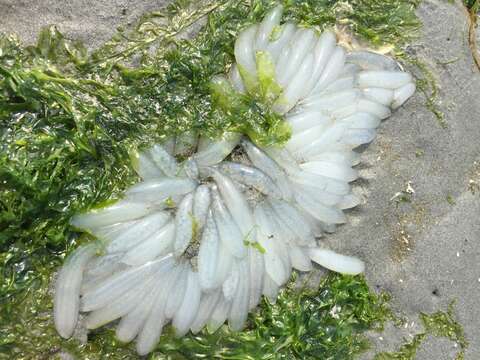 Image of Opalescent Inshore Squid