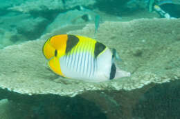 صورة Chaetodon falcula Bloch 1795