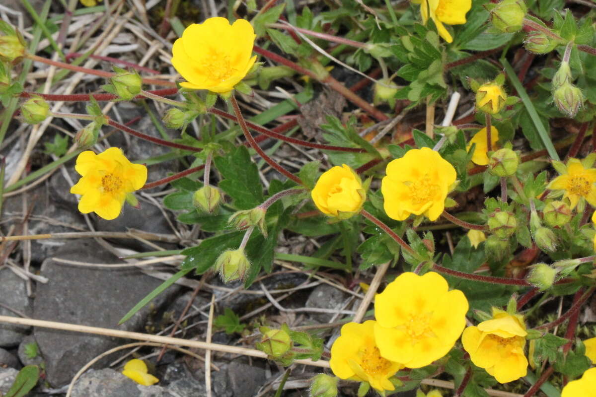 Слика од Potentilla crantzii (Crantz) Beck