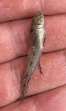 Image of American freshwater goby